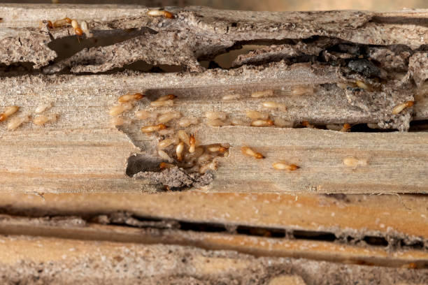Best Wasp Removal Services  in Nroe City, MO